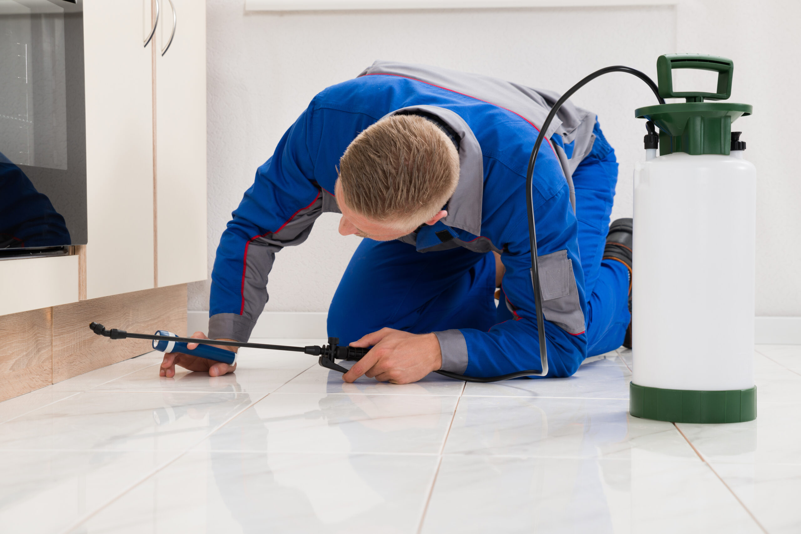 Ants Removal Technician Chillicothe